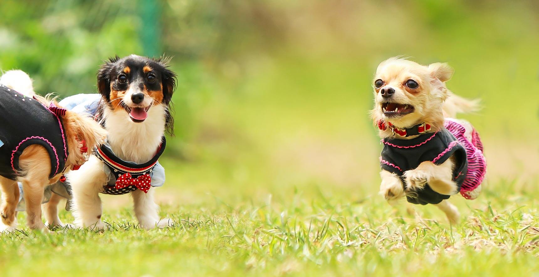 自然の中でのびのびお留守番 24時間対応だから安心