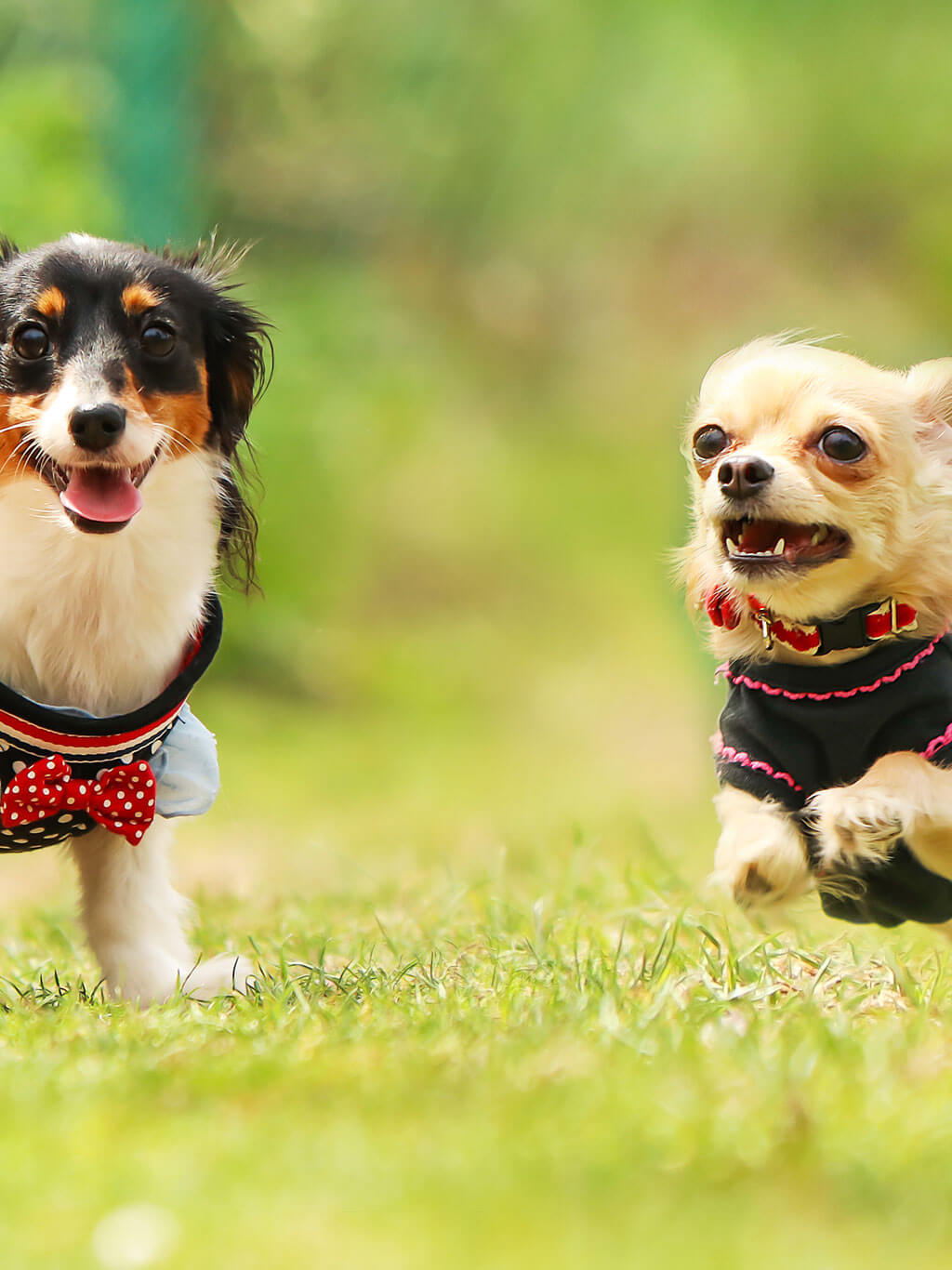 自然の中でのびのびお留守番 24時間対応だから安心