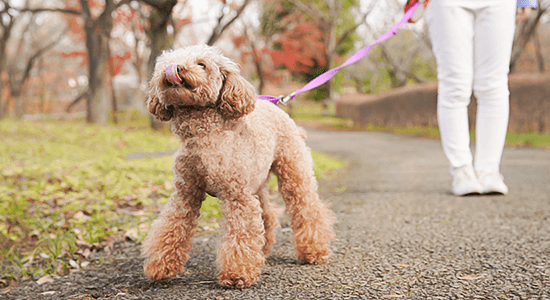 24時間体制の見守り、高齢犬のお世話もご安心ください