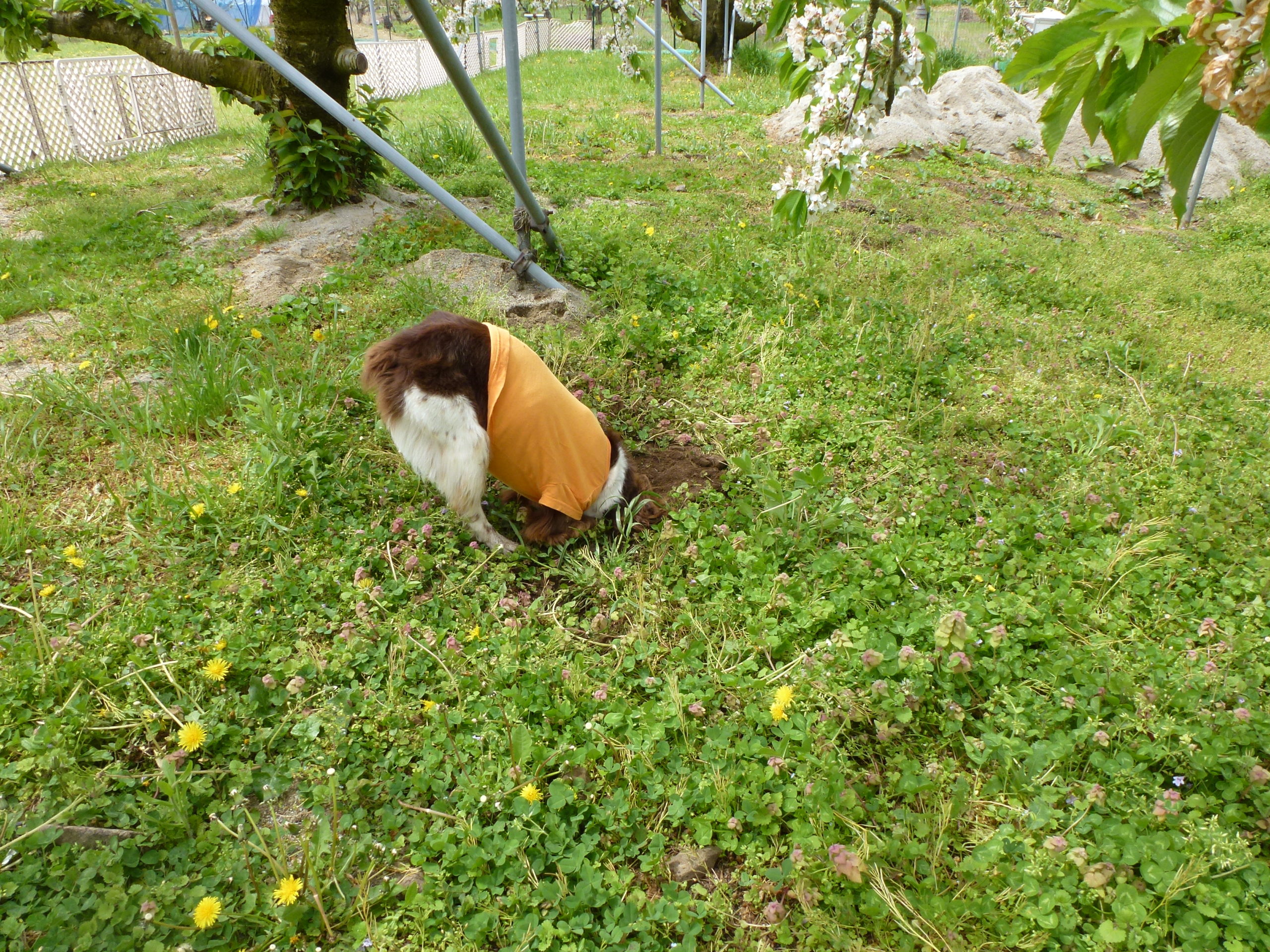 いないいない ばぁ お知らせ 公式 ドッグホテル キャラメルランド 山形県天童市の24時間対応ドッグホテル