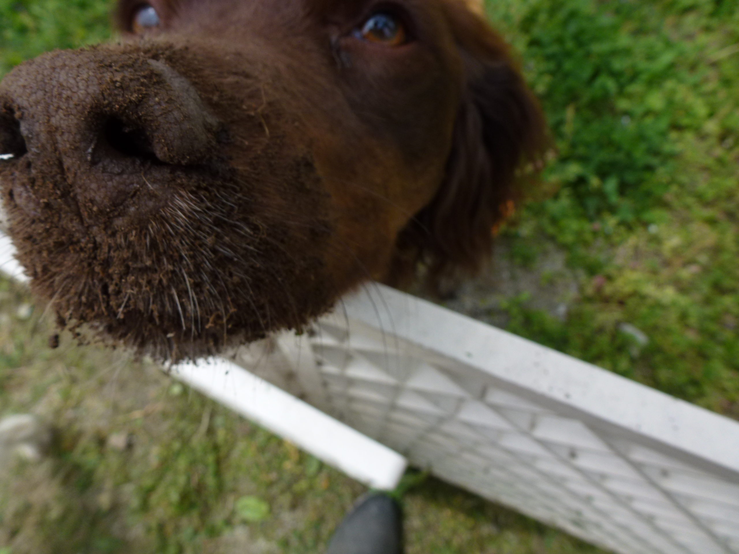 いないいない ばぁ お知らせ 公式 ドッグホテル キャラメルランド 山形県天童市の24時間対応ドッグホテル